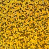 Confetti 1 yd rolls